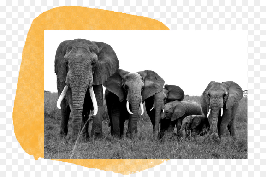 Afrikanischer Elefant Indischer Elefant Tierwelt Die Großen Fünf für das Leben Elephantidae - Elefantenzahn