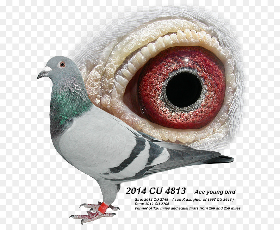 Mỏ Bộ Gà Động Vật Mắt - đua pigeon