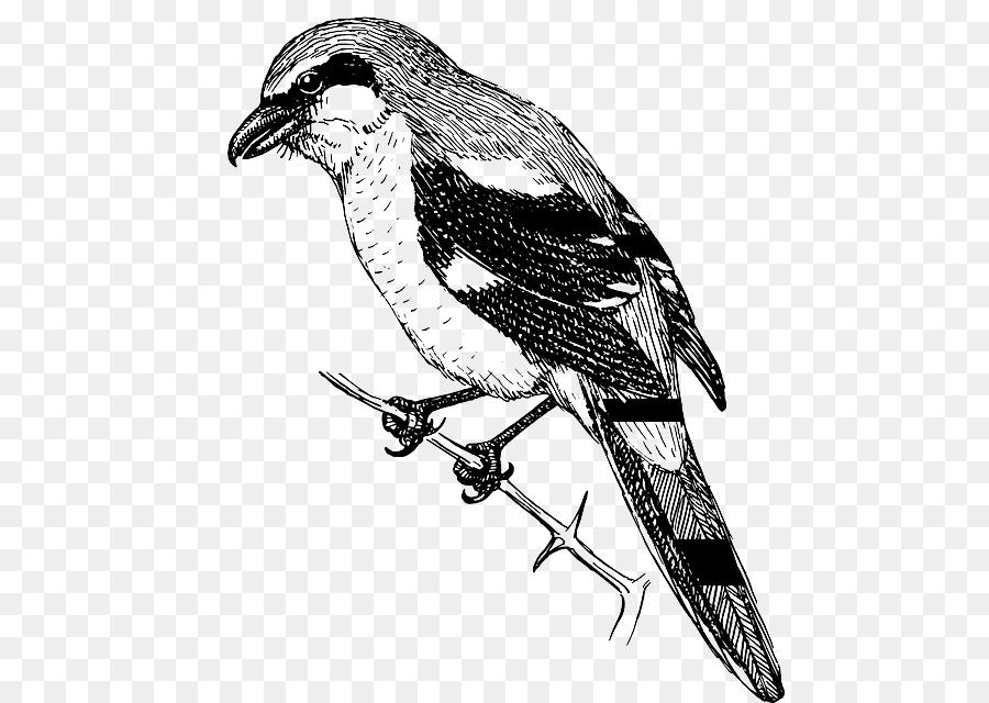 Chim sẻ Chim bách thanh Vẽ Clip nghệ thuật - con chim