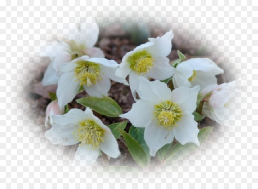 Fiore Helleborus niger Helleborus orientalis Rose da giardino - fiore