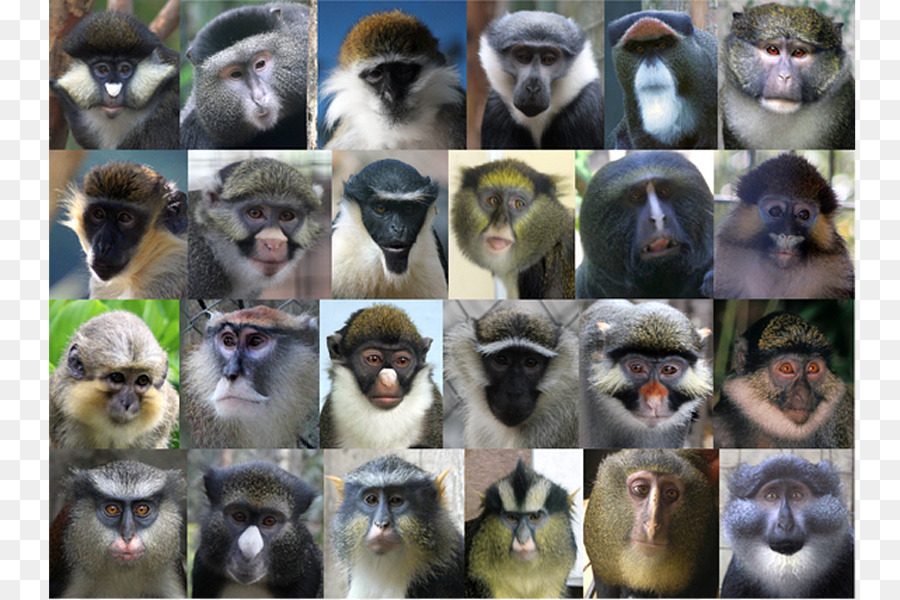 Über den Ursprung der Arten Cercopithecidae Guenon Monkey Primate - Menschenaffen und Affen