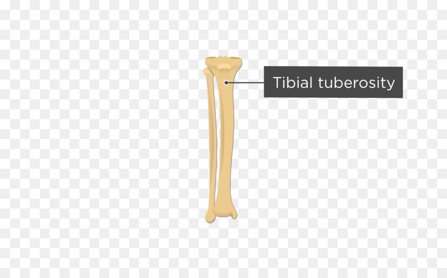 Tuberositas der tibia, Fibula, Menschlicher Körper, Anatomie - tibia Knochen