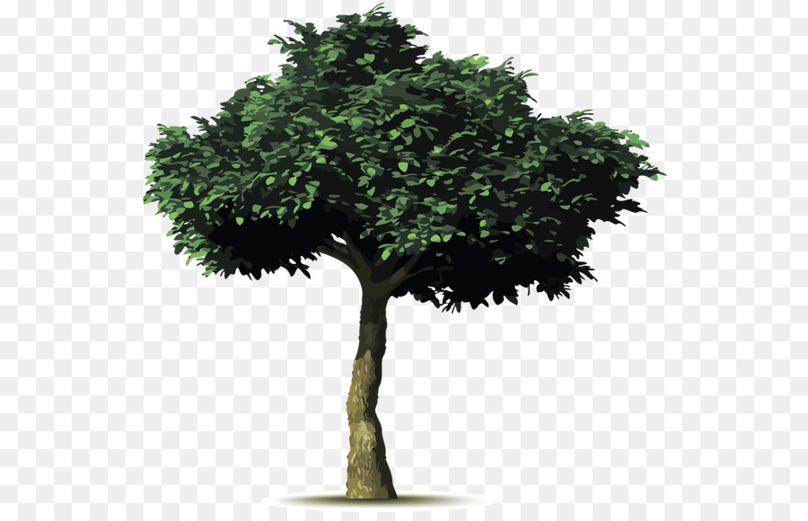 Der Pflanzung von Bäumen Abb Gemeinsamen Birkenfeige Zweig - Baum