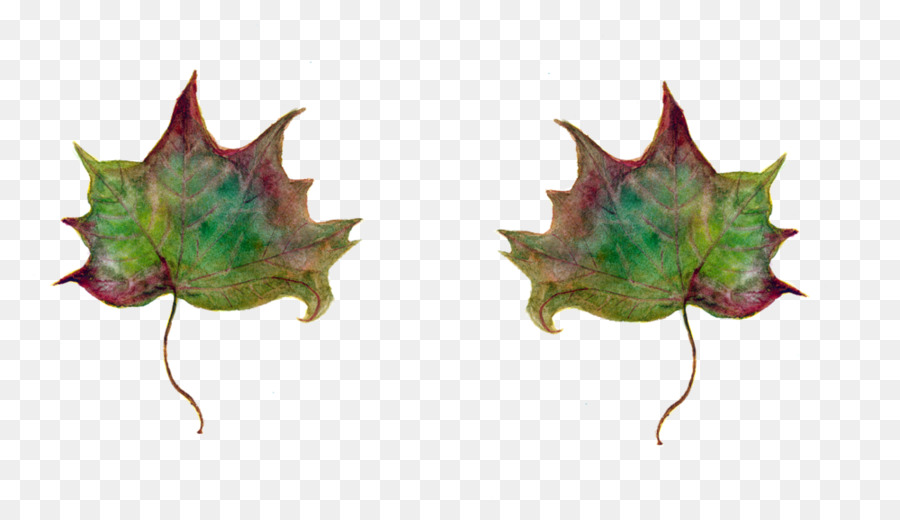 Leaf In einem beliebigen morgen september Maple Green Tree - Blatt