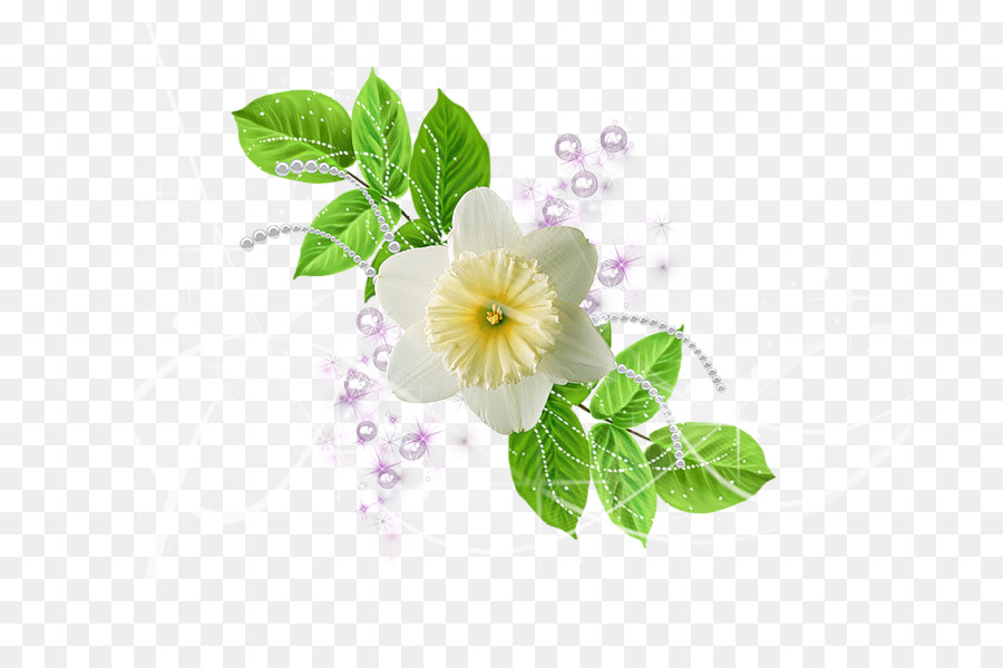 Blühende pflanze, Rot Weiß Grün - Blume