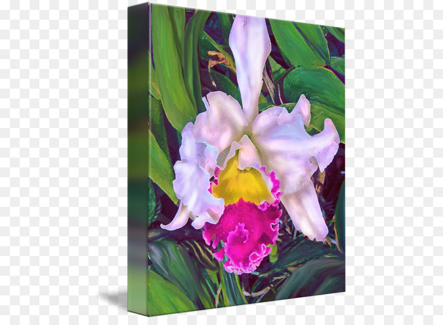 Đỏ thẫm Lụa Màu nước sơn Moth lan - nhiệt đới orchid