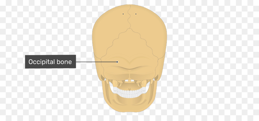 Scarpa Mascella - ossa del cranio