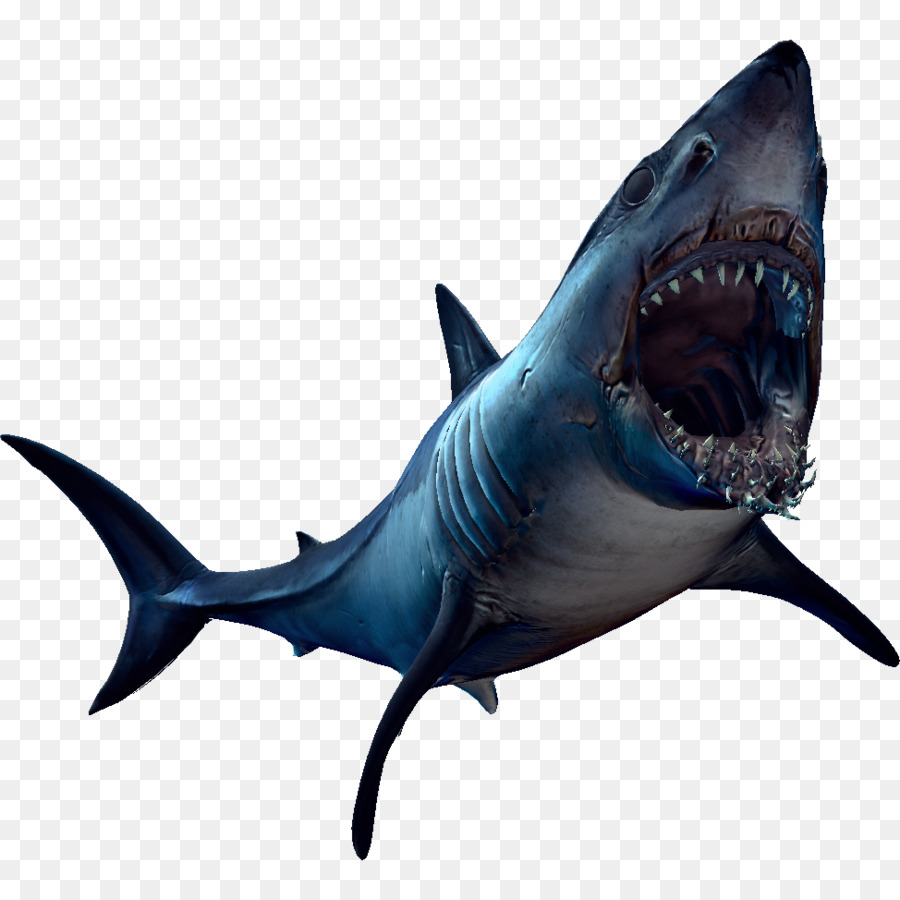 Grande squalo bianco Requiem squali Lamniformes biologia Marina - altri