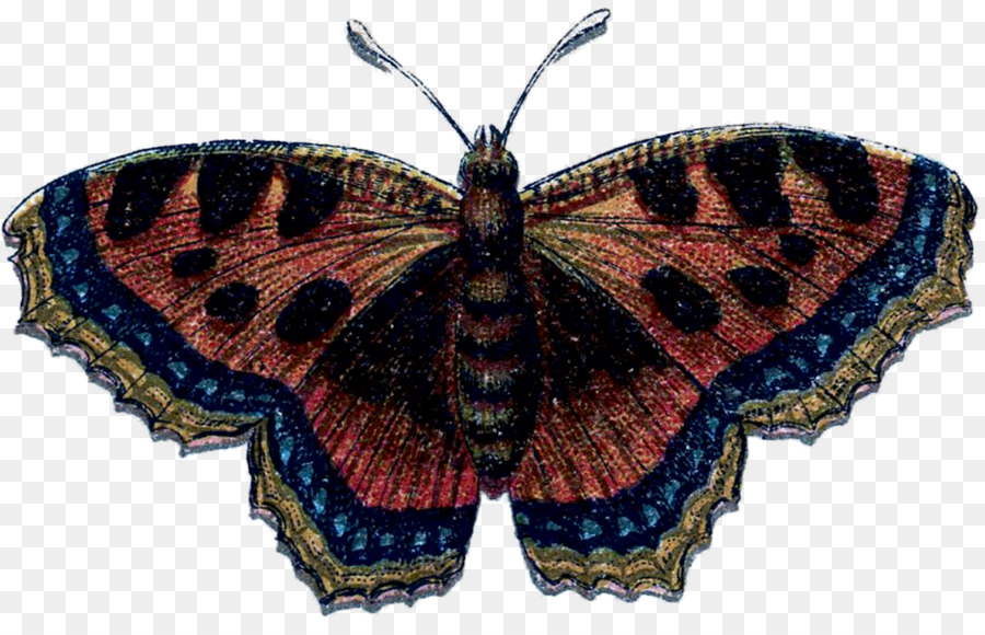 Spazzola zampe farfalle Gossamer ali di farfalle, Falena, Farfalla Simmetria - farfalla