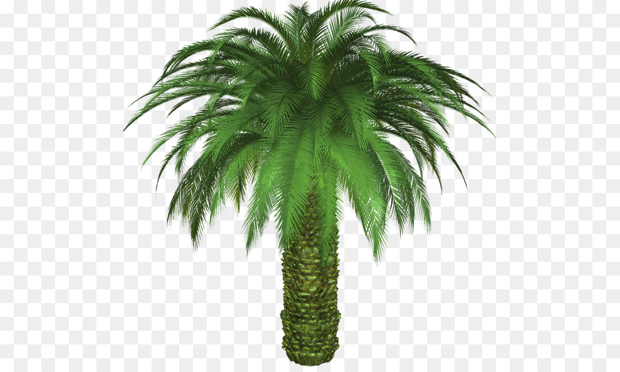 Data di Sabal palm Palm California palma Messicana fan di palma - data di palm