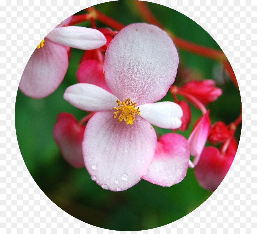 Sáp cây Cây involucrata Hoa Chi Cây aequilateralis - hoa