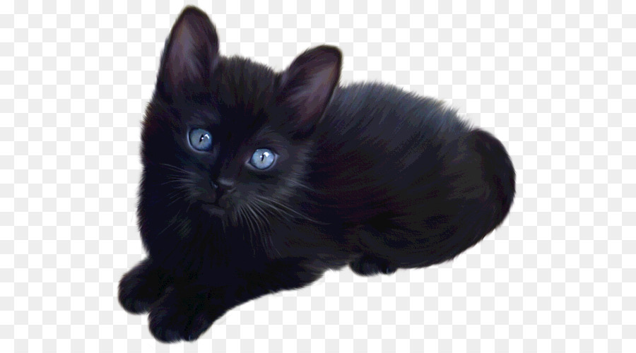 Perser Katze britisch Langhaar Kitten Maine-Coon-Siam Katze - poster