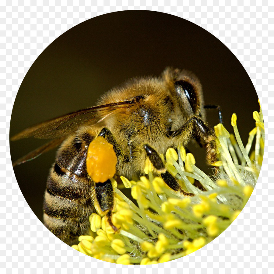 Bienen-Blütenstaub-Insekten-Honig-Bienen-Blütenstaub-Korb - Biene