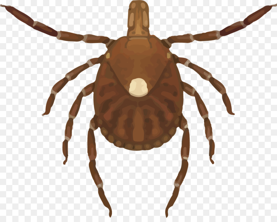 Spider Cartoon png download - 1096*861 - Free Transparent Lone Star Tick  png Download. - CleanPNG / KissPNG