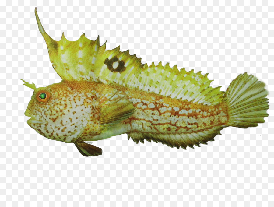 Fauna Terrestrische Tier Fisch - Dota