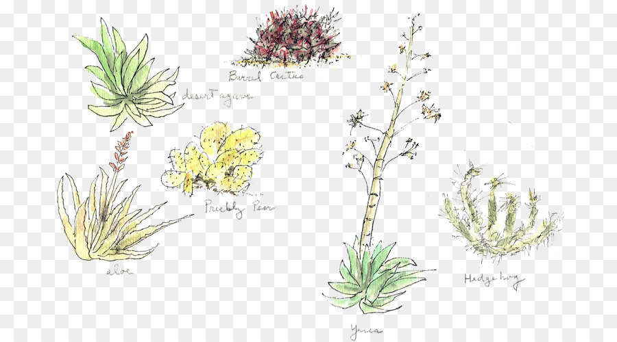 Gräser Pflanze, Stängel Kraut, Blume Subshrub - Blume