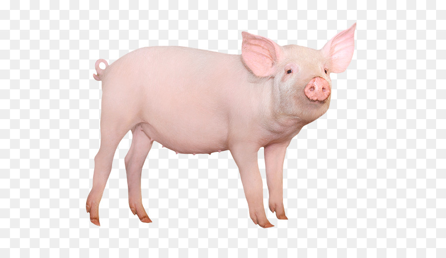 Lớn màu Trắng lợn Nhỏ lợn Chứng nhiếp ảnh Nền máy tính nghệ thuật Clip - những người khác