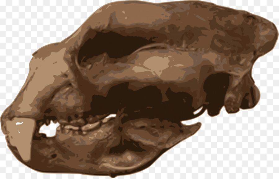 Kurz faced Bären, Carnivora Homotherium Schädel Tier - Schädel