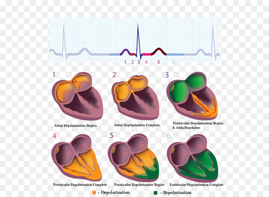 Herzmuskels EKG, Elektrische reizleitungssystem des Herzens Stock Fotografie - Herz