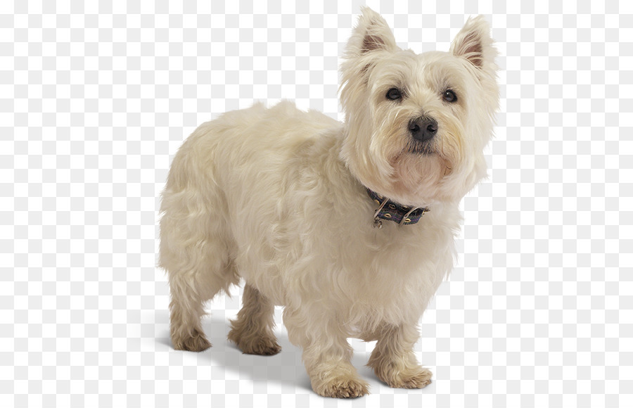 West Highland White Terrier Steinhaufen Terrier Glen Maltesischer Hund - West Highland Terrier