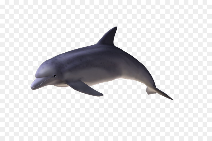 33 delphine bilder kostenlos  besten bilder von ausmalbilder