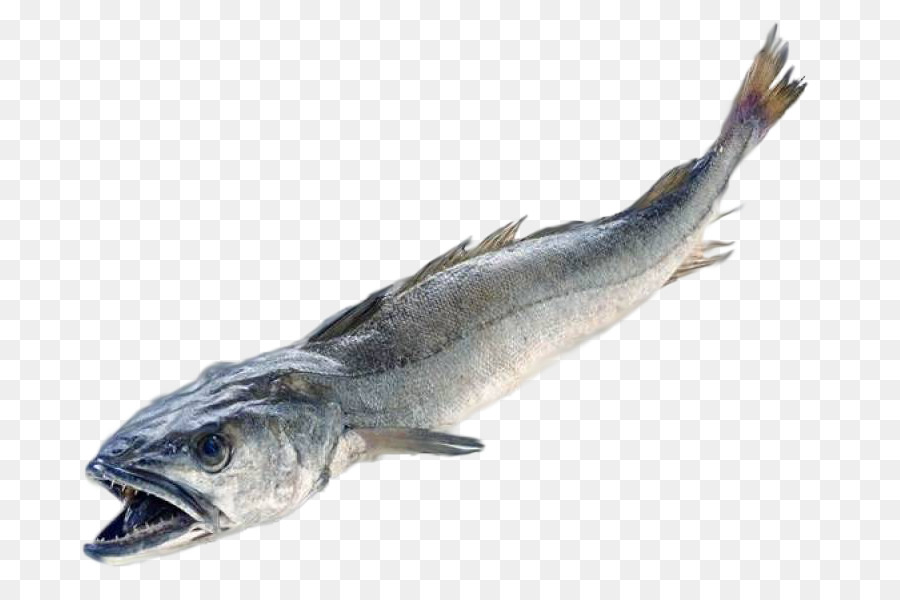 La cucina italiana Merluccius merluccius Pescatore di Pesce Nasello - pesce