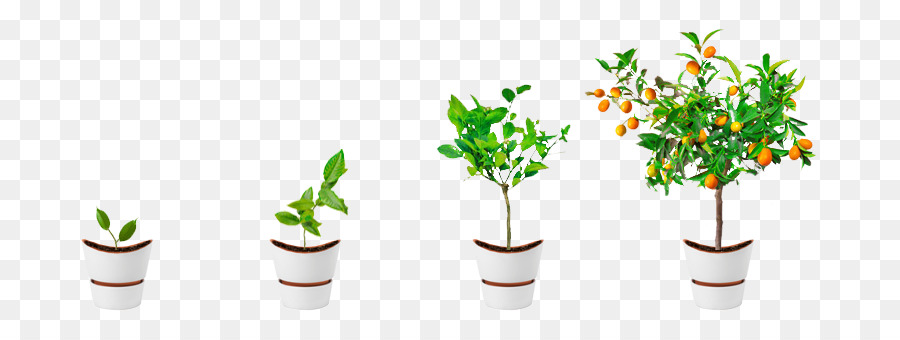 Anlage Computer-Software Information Tree - Pflanzenwachstum