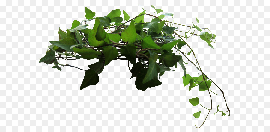 Ivy Clip nghệ thuật - cỏ xanh