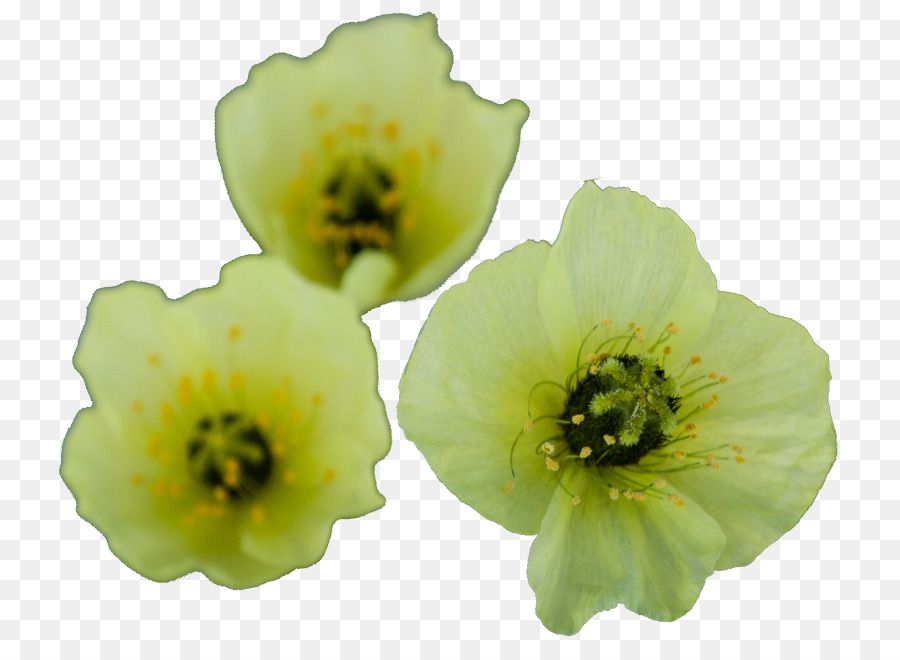 Blume, Krautige pflanze - Blume