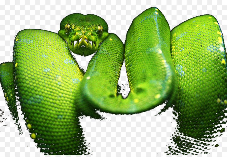 Western green mamba Snake Green tree python Gelb - Schlange