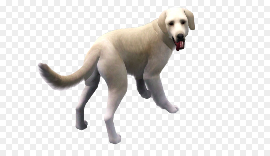 Labrador Con Chó giống con chó Đồng thể Thao, - con chó con