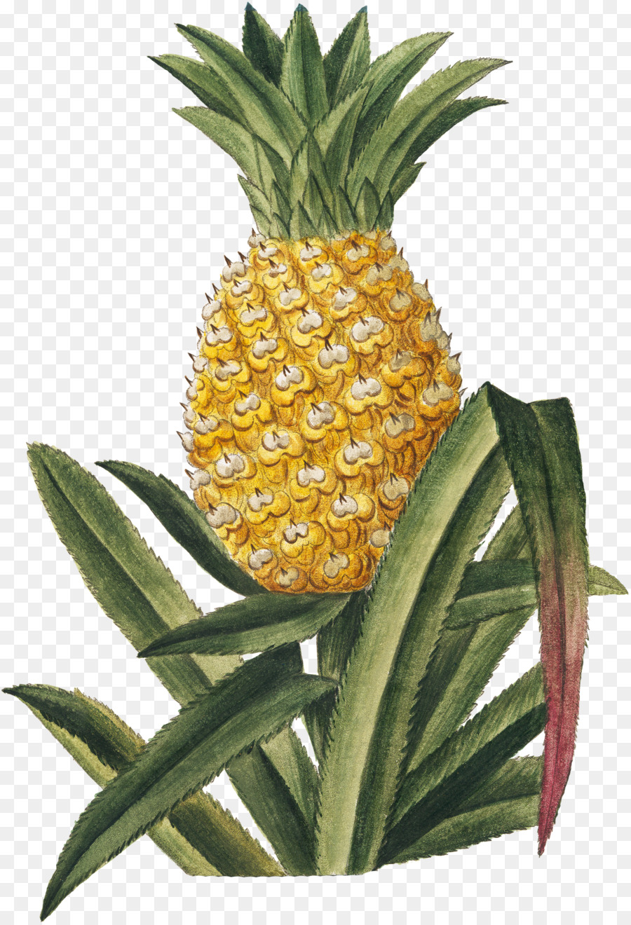Ananas, frutta Tropicale Hortus Romanus - ananas tropicale