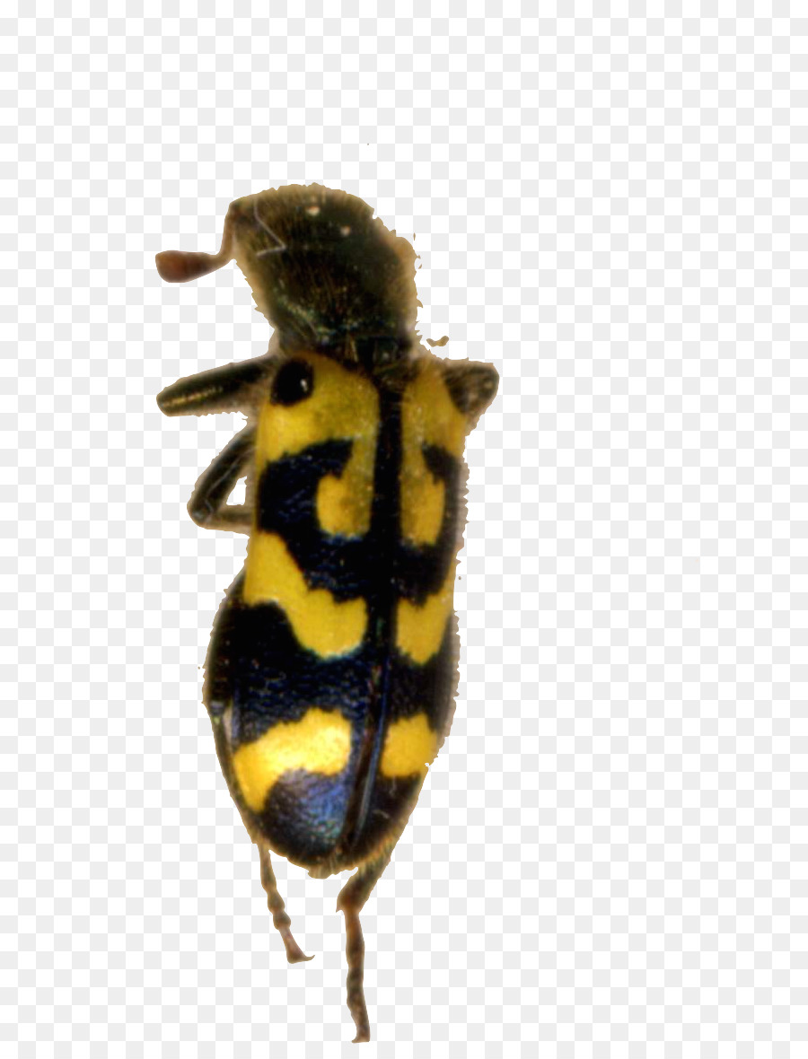 Honey bee Punteruolo Coleottero Parassita - scarabeo