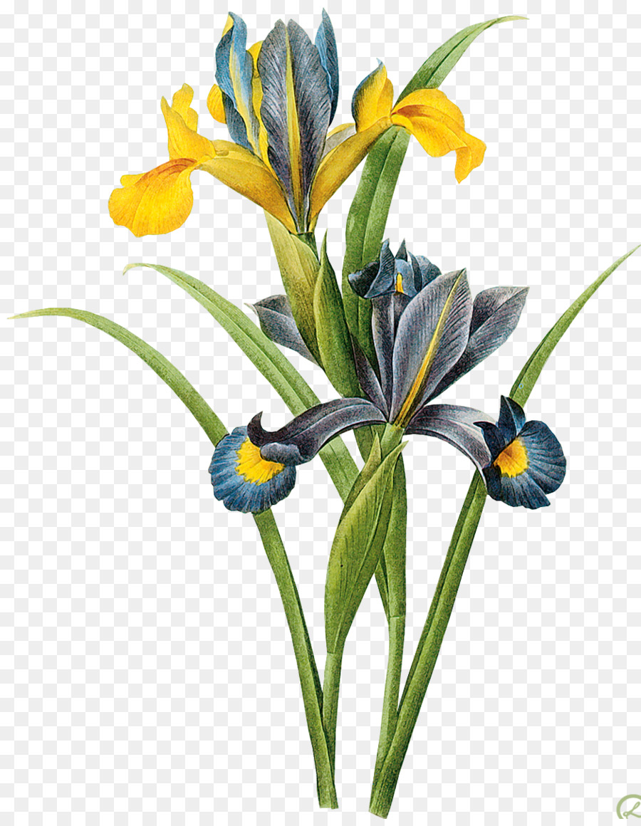 Kunst, Malerei, Iris xiphium Botanik Leinwand - Malerei