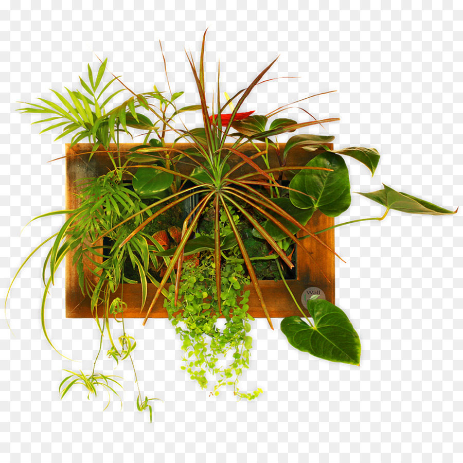 Zimmerpflanze Topf Herb - andere