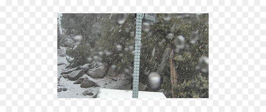 Fotografia di Stock, di Legno, Albero Fauna - la neve caduta