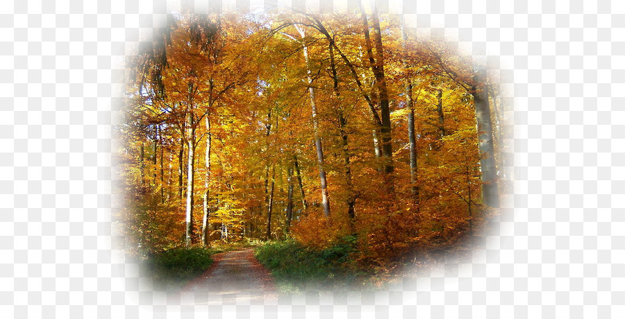 Desktop Wallpaper Natura Herbstwald Paesaggio Dame Lorena - autunno strada
