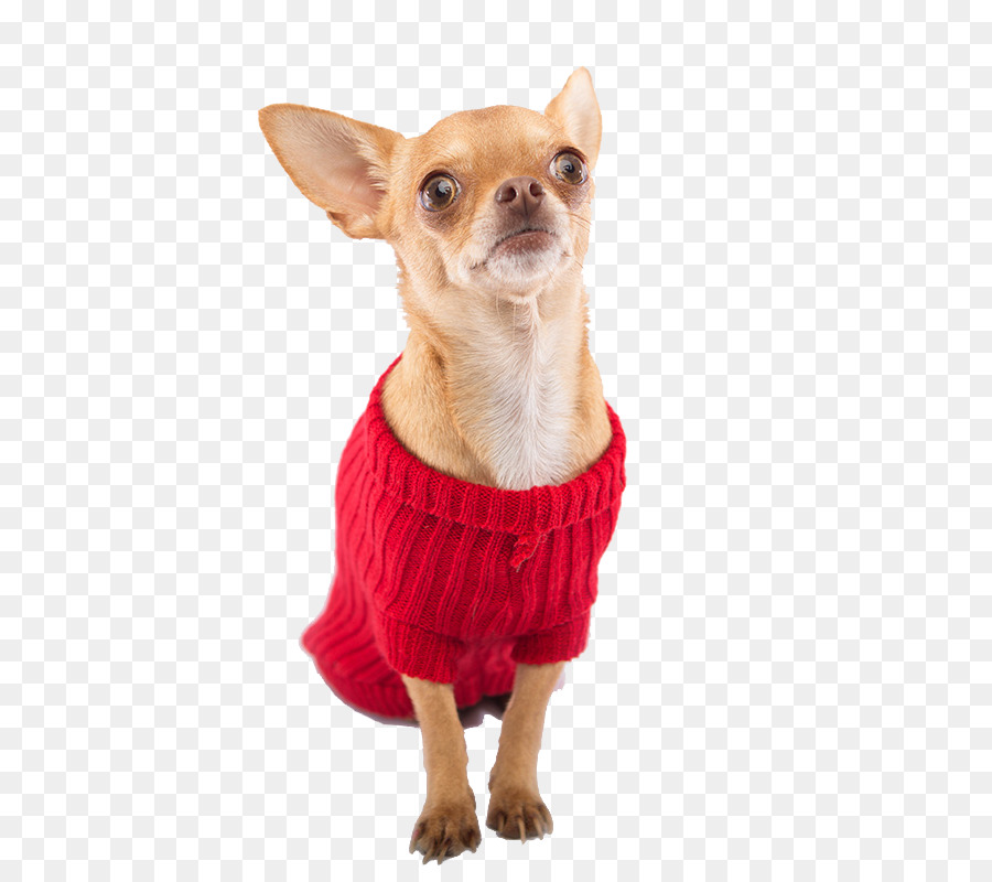 Chihuahua Cucciolo di Cane di razza cane da compagnia di Abbigliamento - cucciolo