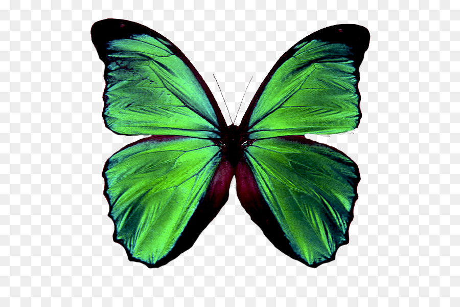 Côn trùng bướm màu Xanh lá cây bướm giáp anh lúc tâm Lý - bướm
