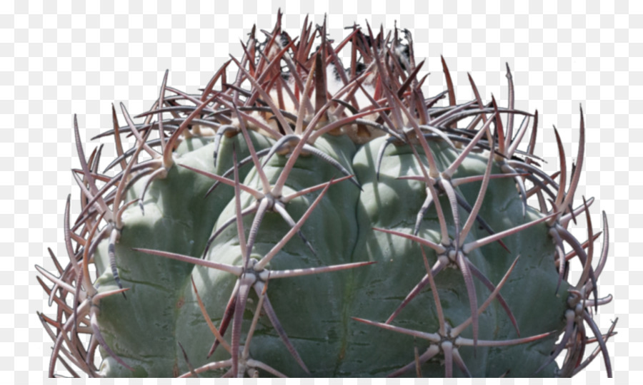 Fragola riccio Citroën cactus Cactus M, Spine, spine e aculei - cactus