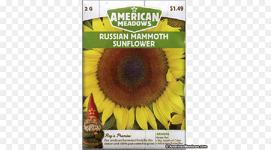 Sonnenblumen sunflower m, Sunflower - gemeinsame Sonnenblume