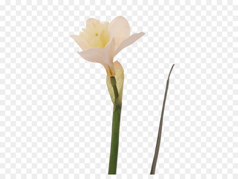 Jersey lily Narciso Belladonna staminali Vegetali Bud - altri