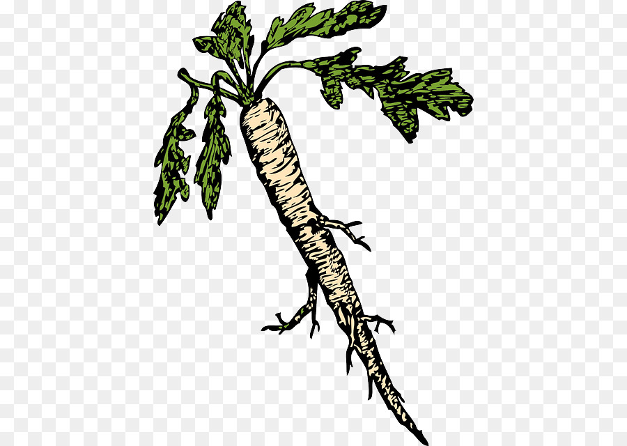 Download Root-clipart - Die Wurzel der pflanze