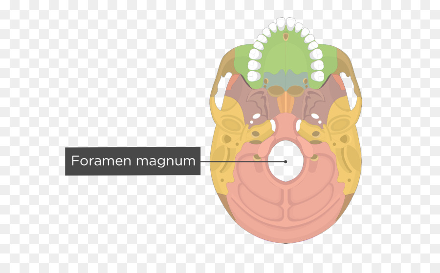 Palatino ben Vomere Occipitale ben Lacrimale ben scheletro Umano - cranio