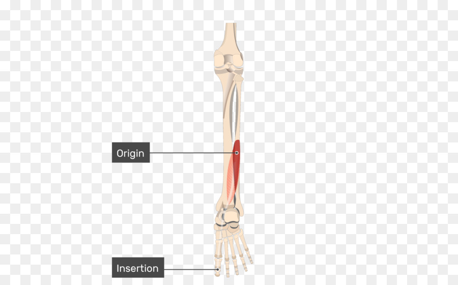 Tibiale posteriore del muscolo muscolo Tibiale anteriore Origine e l'Inserimento del Flessore dell'alluce muscolo lungo - altri