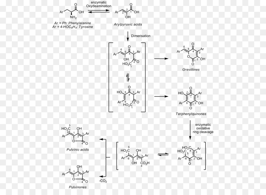 Pulvinone Aromatischen Aminosäuren Phenylalanin - andere