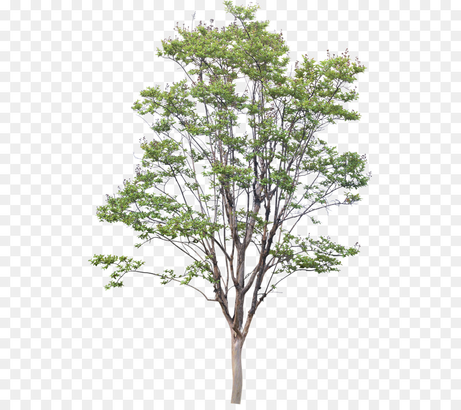 Zweig der amerikanischen platane Populus nigra Stamm Strauch - Fi