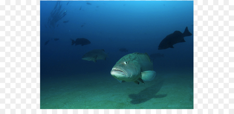 Marine biology-Sea Underwater Marine mammal - Meer