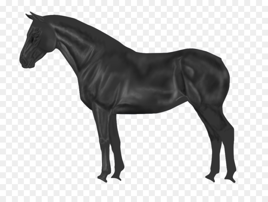 Shar Pei Appaloosa American Paint Horse Stock-Fotografie Rasse - Schuld