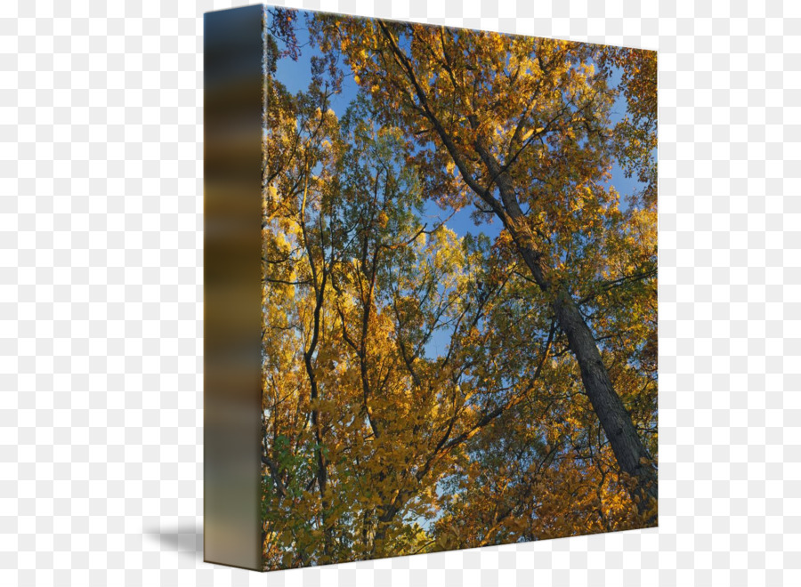 Birke im Herbst Blattfarbe Gemäßigten laubbaum und gemischten Wald Baum - Baumkronenbaum